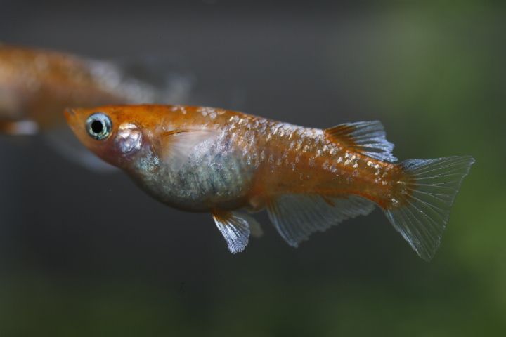 【オリジアス】紅姫血統 １ペア　NO.４_6