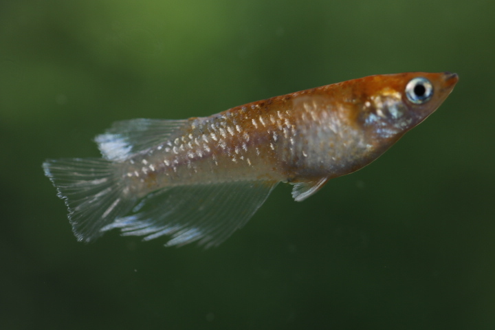 【オリジアス】紅姫血統 １ペア　NO.４_7