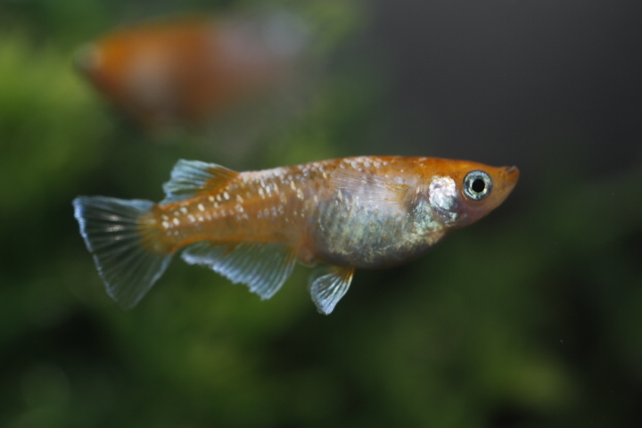 【オリジアス】紅姫血統 １ペア　NO.４_8