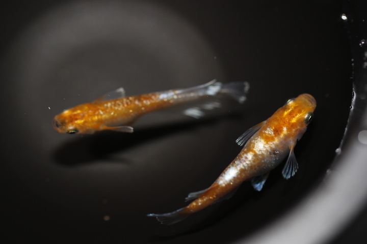 【オリジアス】紅姫血統 １ペア　NO.４_9