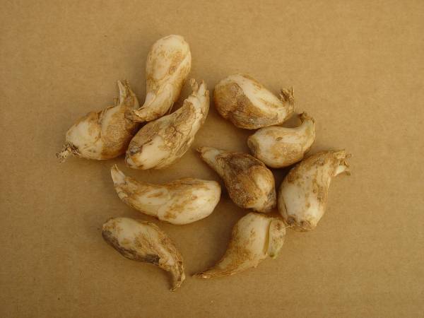 東樹園 オーニソガラム ウンベラタム球根 球 1円 その他 売買されたオークション情報 Yahooの商品情報をアーカイブ公開 オークファン Aucfan Com