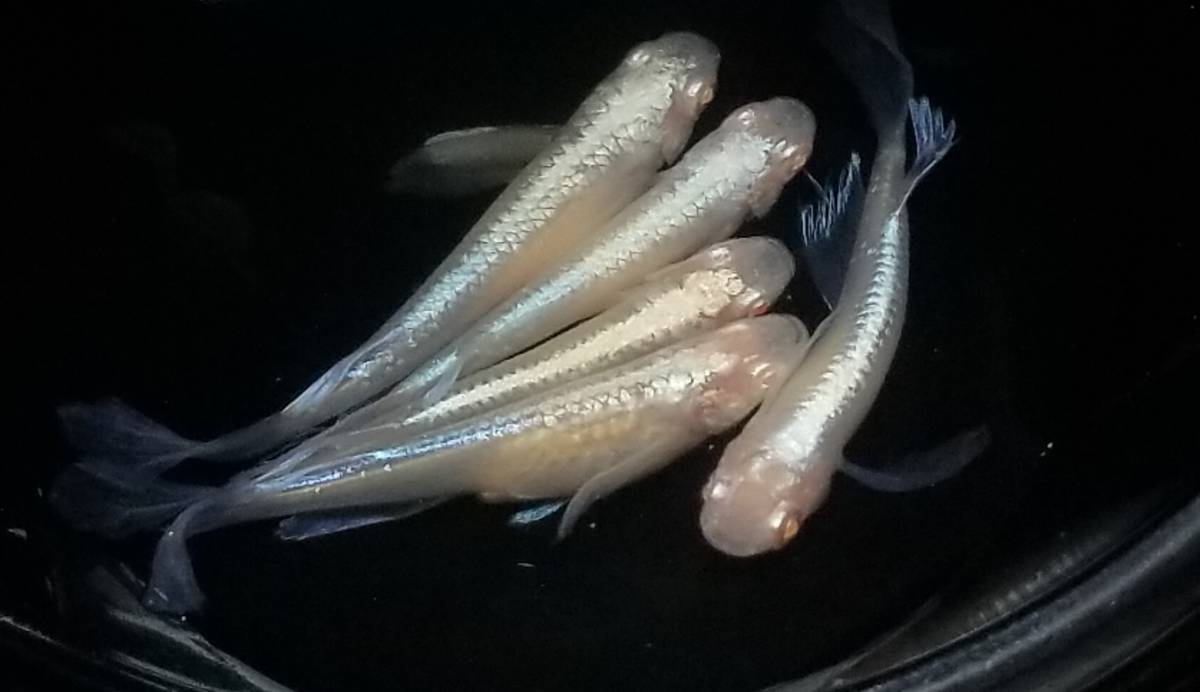 龍の瞳メダカ　の有精卵50個＋α（夏休み限定セール）_2