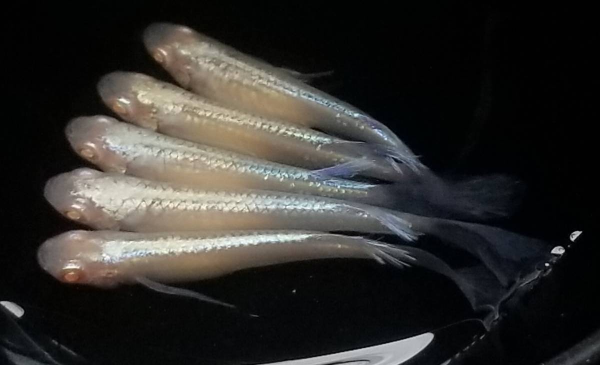 龍の瞳メダカ　の有精卵50個＋α（夏休み限定セール）_3