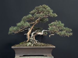 盆栽 真柏のYahoo!オークション(旧ヤフオク!)の相場・価格を見る