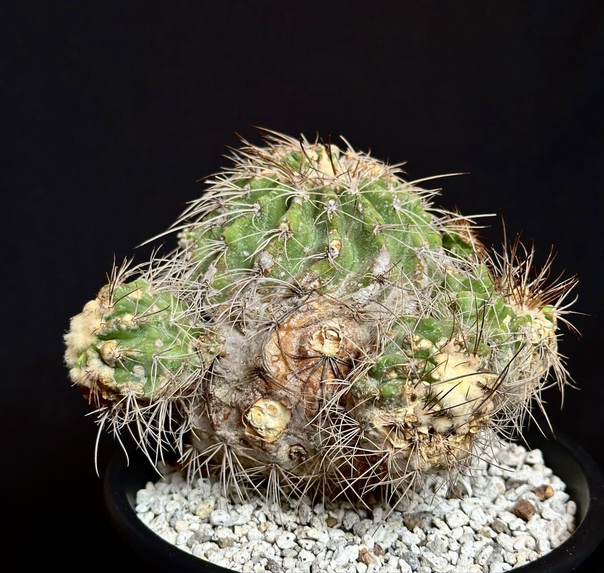 超レア種 Copiapoa superba コピアポア スペルバ 古株 接降ろし 親株