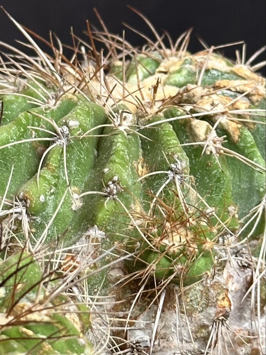 超レア種 Copiapoa superba コピアポア スペルバ 古株 接降ろし 親株
