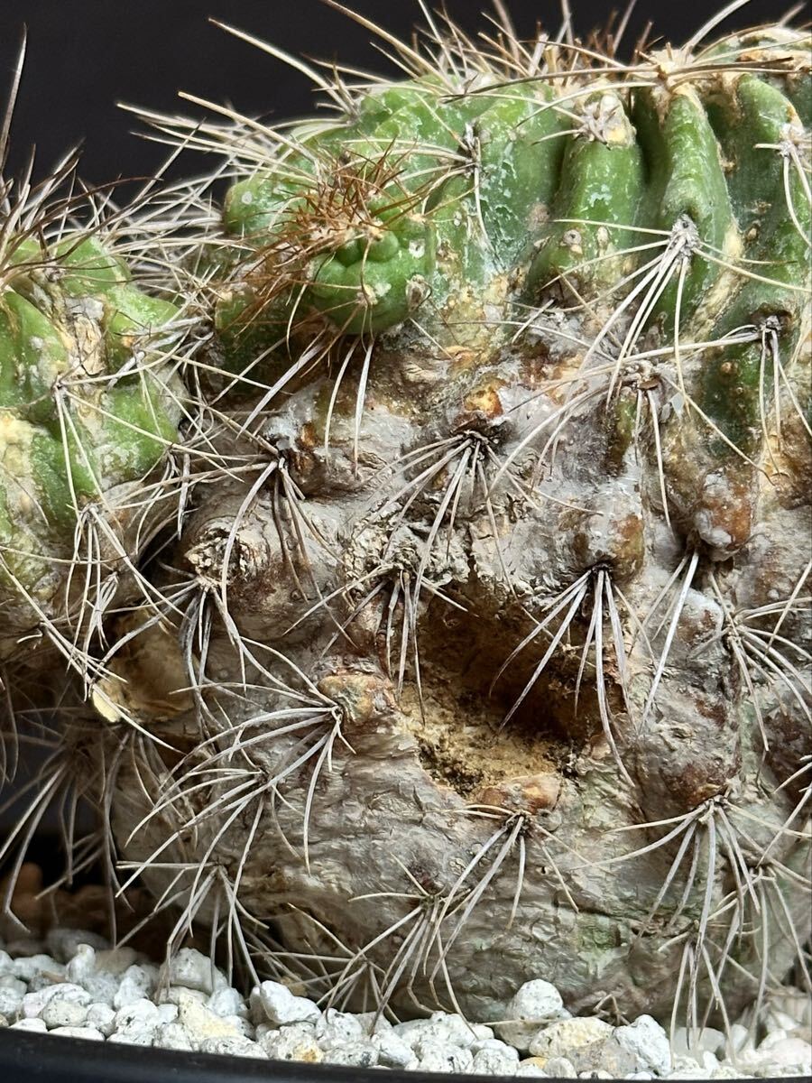 超レア種 Copiapoa superba コピアポア スペルバ 古株 接降ろし 親株