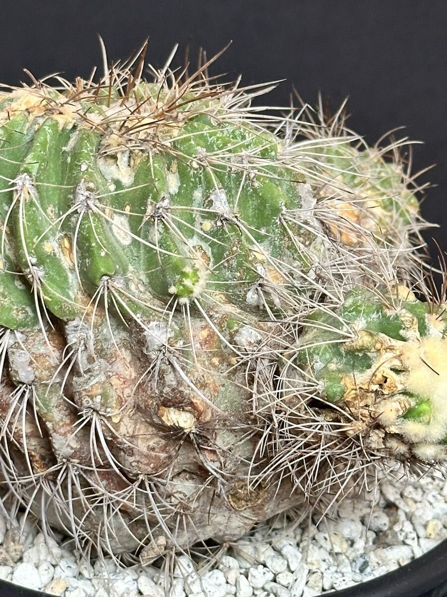 超レア種 Copiapoa superba コピアポア スペルバ 古株 接降ろし 親株