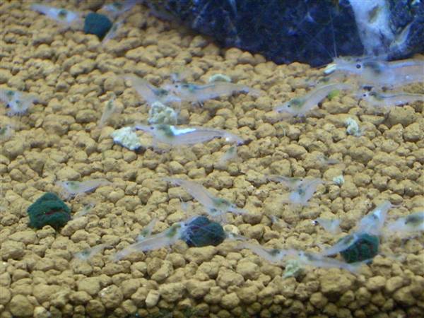 白いミナミヌマエビ ホワイトヌマエビ めだか水槽に 15匹 5匹 ヌマエビ 売買されたオークション情報 Yahooの商品情報をアーカイブ公開 オークファン Aucfan Com