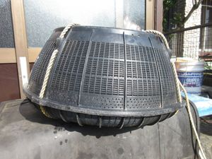 どうまん　　生き餌　　活かし