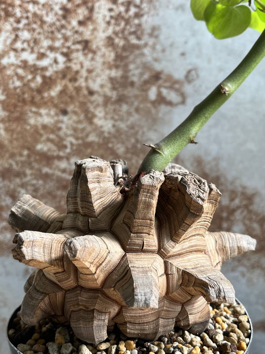 亀甲竜の値段と価格推移は？｜655件の売買データから亀甲竜の価値が