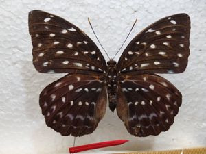 マレーシア 蝶 標本の値段と価格推移は？｜6件の売買データから