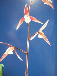 寒蘭 土佐寒蘭のYahoo!オークション(旧ヤフオク!)の相場・価格を見る