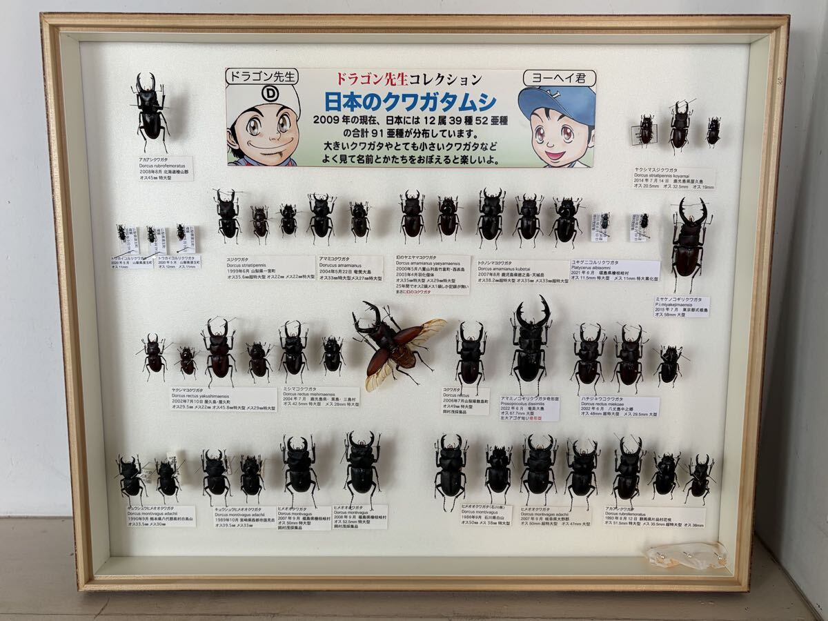 昆虫 標本の値段と価格推移は？｜593件の売買データから昆虫 標本の