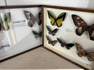 標本 蝶のYahoo!オークション(旧ヤフオク!)の相場・価格を見る｜Yahoo