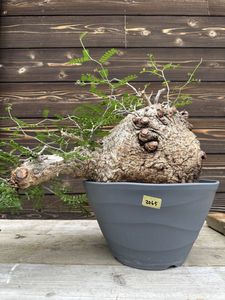 Yahoo!オークション(旧ヤフオク!)の観葉植物の相場・価格を見る｜Yahoo