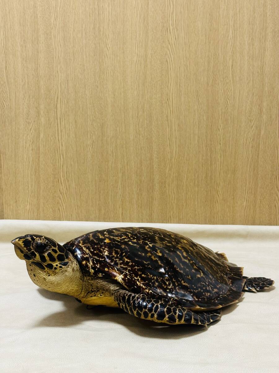 最終価格です タイマイ 亀 鼈甲 べっこう ウミガメ 剥製 【公式通販】