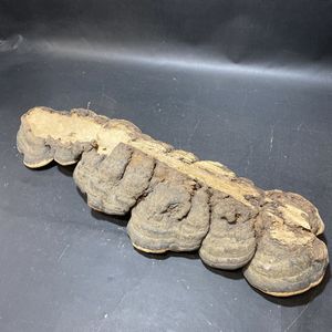 サルノコシカケ 置物の値段と価格推移は？｜10件の売買データから