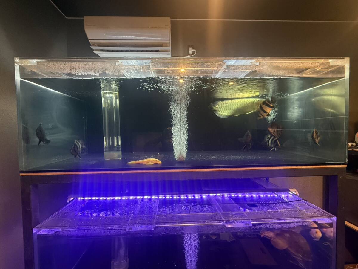 水槽専門店ワイ・エス・エス】 アクリル水槽 セット 2段式 1800 900