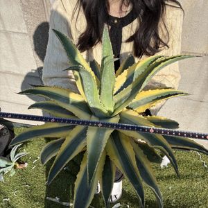 アオノリュウゼツランの値段と価格推移は？｜21件の売買データから 