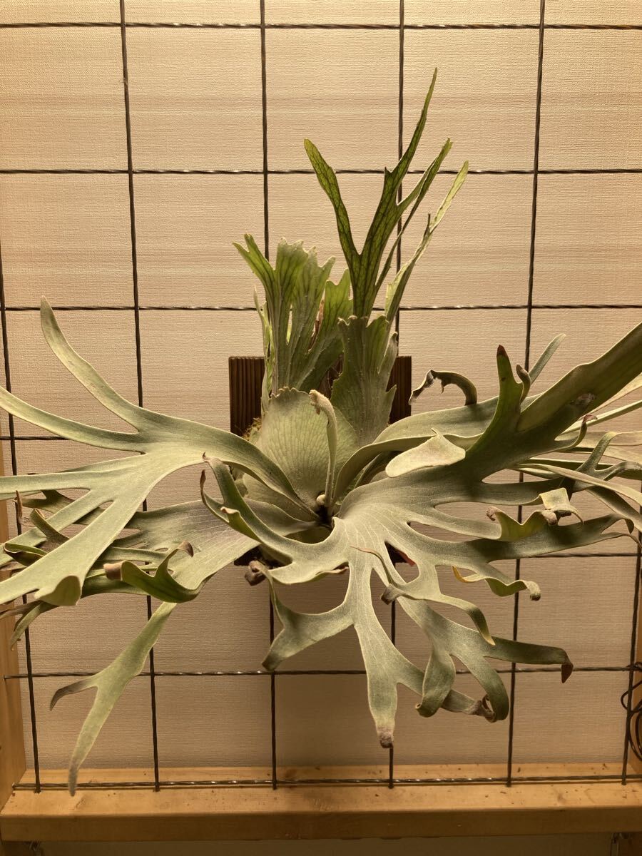 ビカクシダ ウィリンキー ペドロ OC 仔株 Platycerium willinckii cv