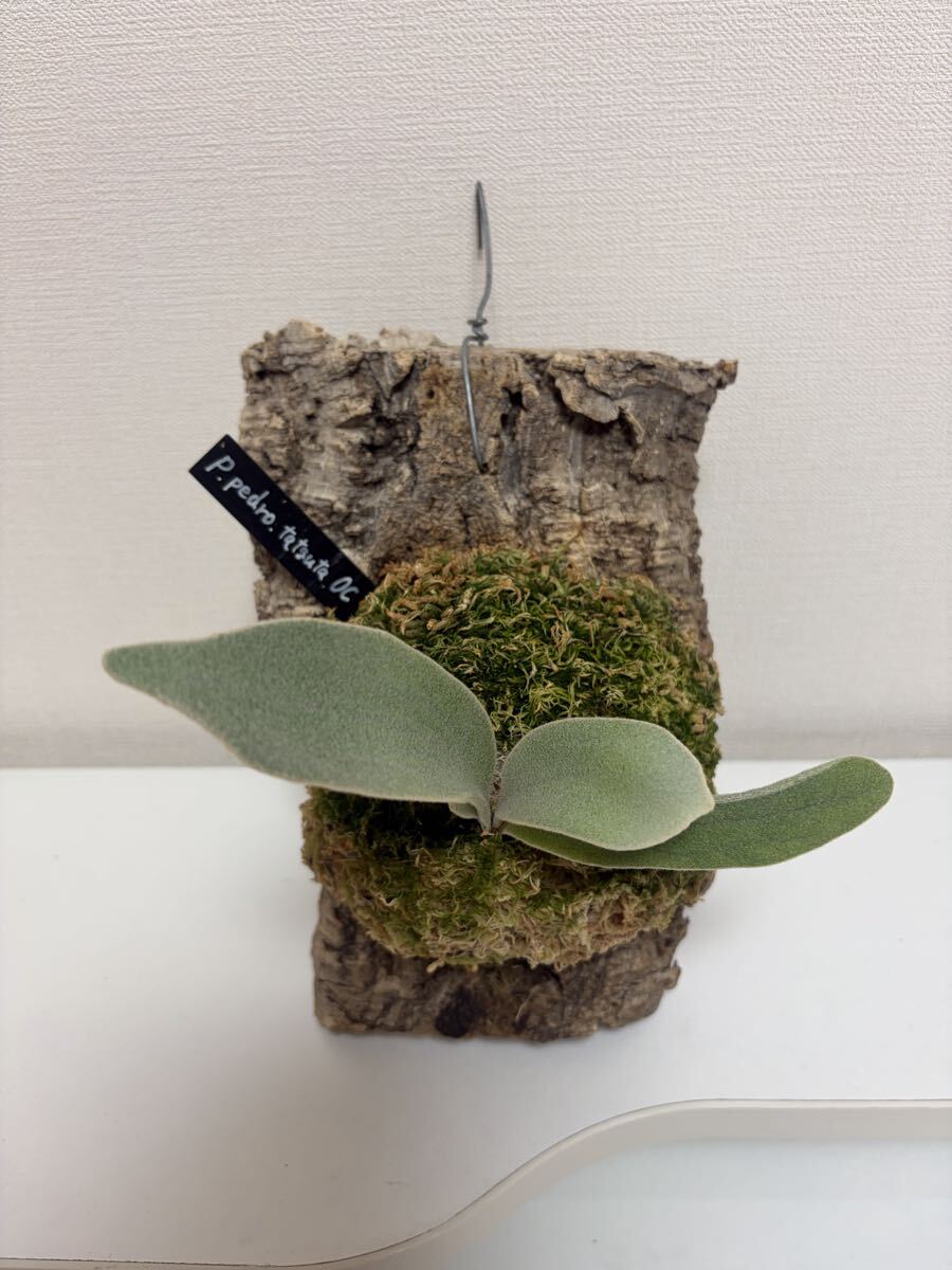 ビカクシダ ウィリンキー ペドロ OC 仔株 Platycerium willinckii cv