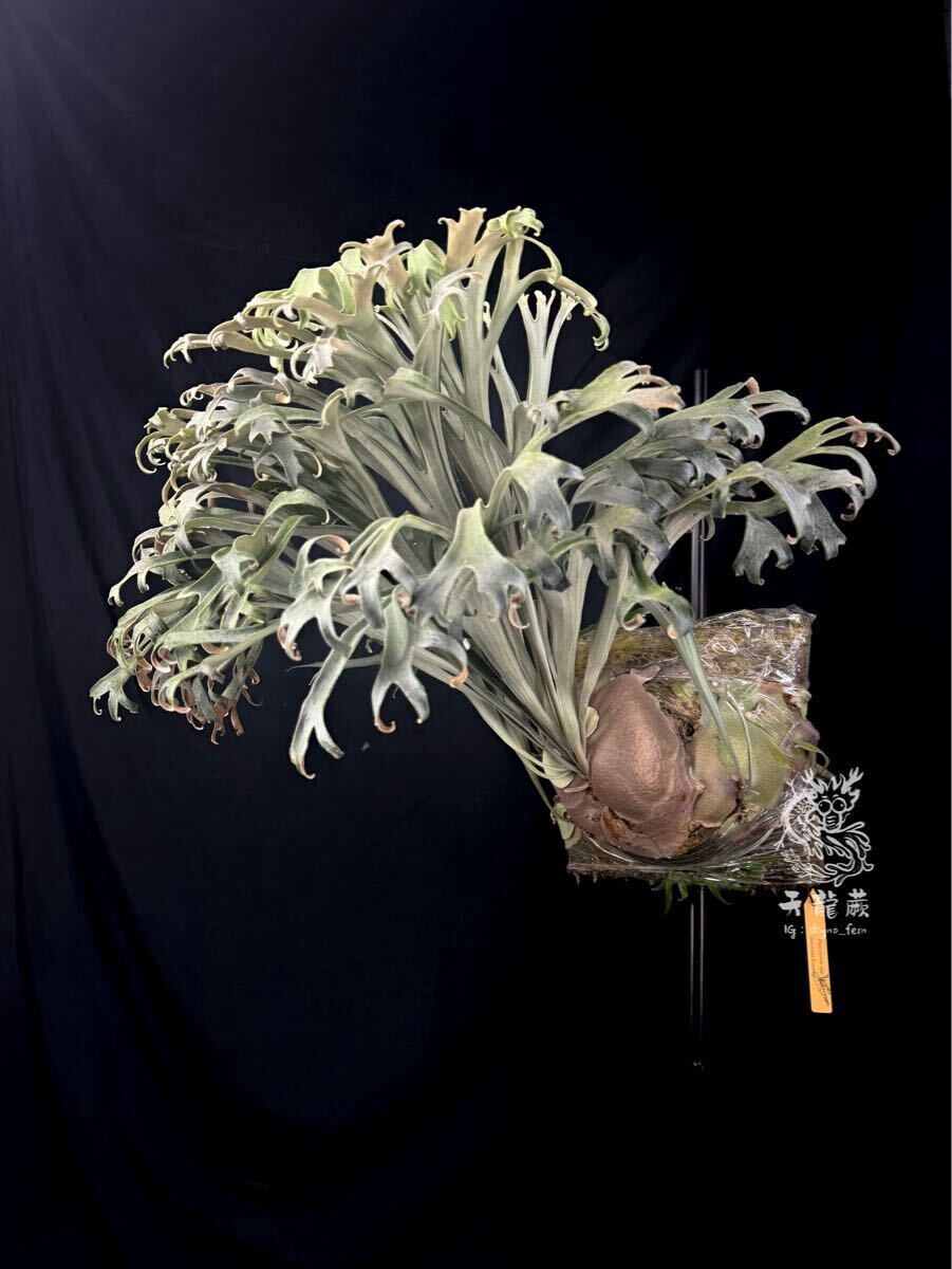 P. Blue Snail 藍寶 (P. Rydeen x P. Snow moon )sporeling #1