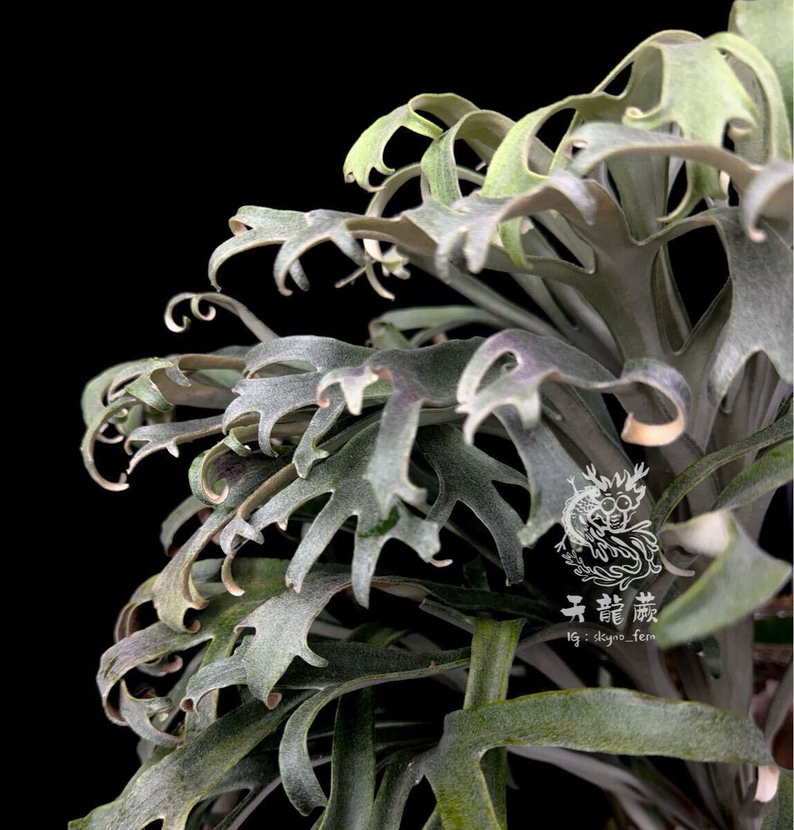 P. Blue Snail 藍寶 (P. Rydeen x P. Snow moon )sporeling #1