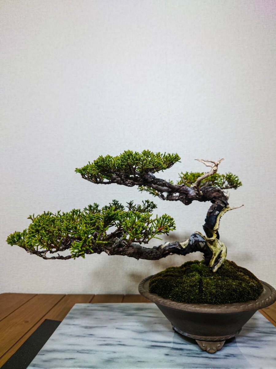 糸魚川真柏 小品盆栽 吹き流し 樹齢約50年 古木感上々 逸品(松)｜売買