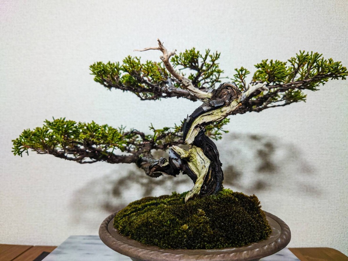 糸魚川真柏 小品盆栽 吹き流し 樹齢約50年 古木感上々 逸品(松)｜売買