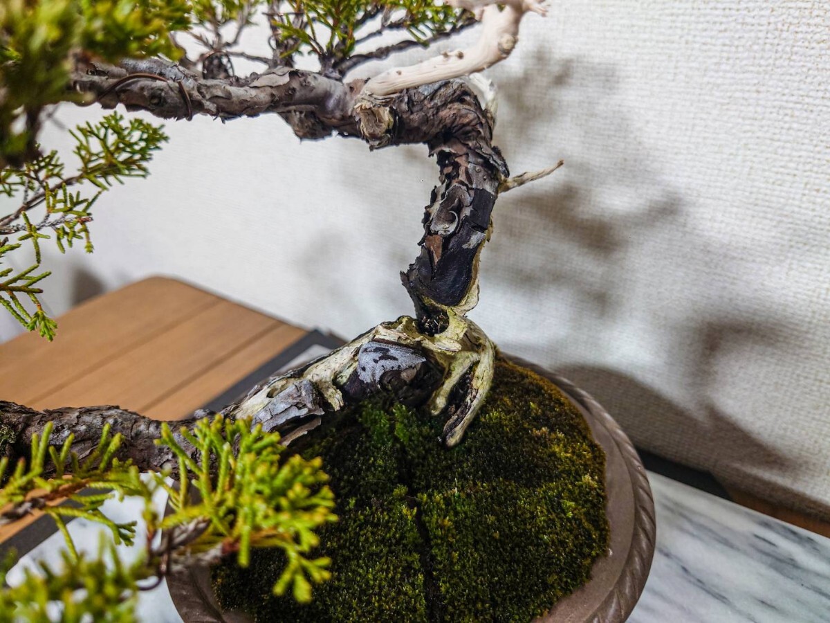 糸魚川真柏 小品盆栽 吹き流し 樹齢約50年 古木感上々 逸品(松)｜売買