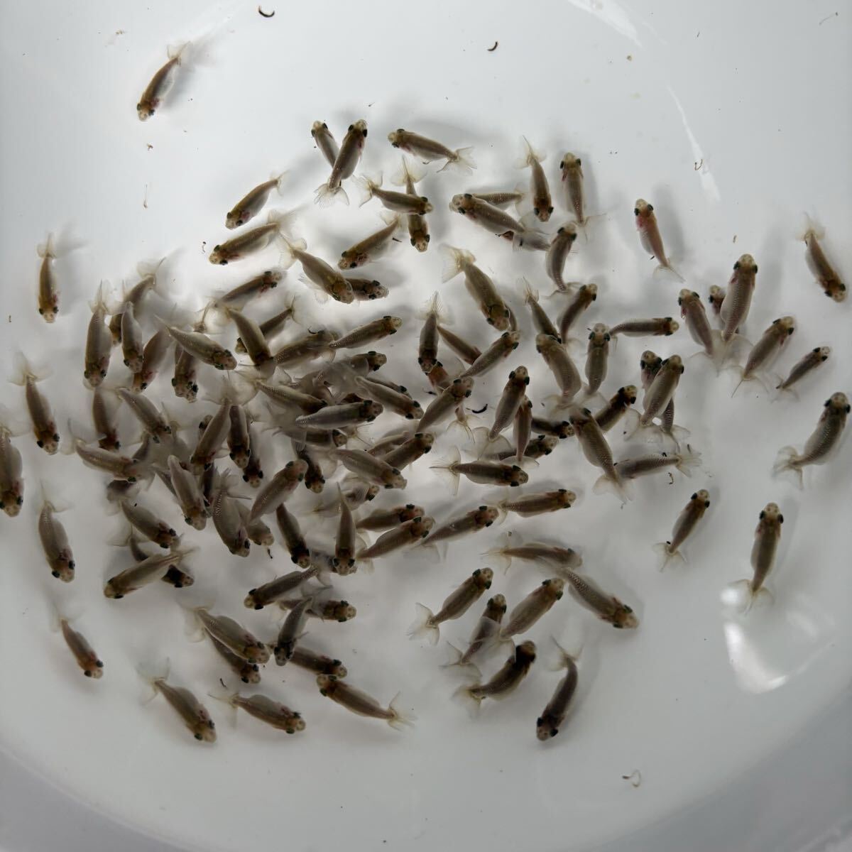 優良系統の情報