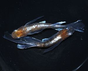 朱光菊リアルロングフィン Amazon | 【広島めだかの里】朱紅菊 リアルロングフィン ︎稚魚8匹