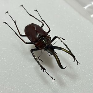 チリクワガタの値段と価格推移は？｜4件の売買データからチリクワガタ