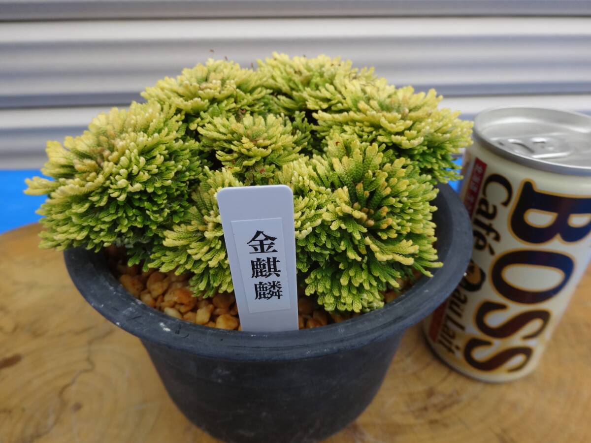 イワヒバの値段と価格推移は？｜153件の売買データからイワヒバの価値