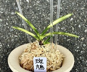 富貴蘭のYahoo!オークション(旧ヤフオク!)の相場・価格を見る｜Yahoo