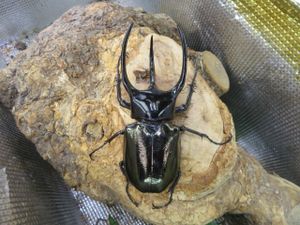 コーカサスオオカブト ♂の値段と価格推移は？｜476件の売買データから
