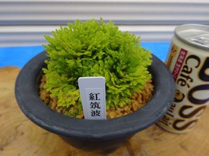 イワヒバのYahoo!オークション(旧ヤフオク!)の相場・価格を見る｜Yahoo