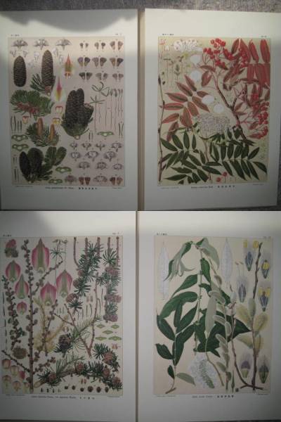 状態良好 覆刻版 北海道主要樹木図譜 北海道大学図書刊行会(野草、植物 