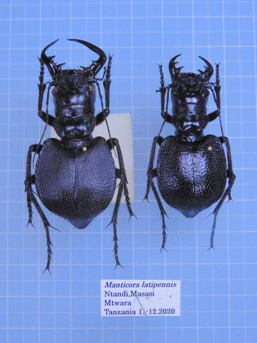 【珍品・ハイグレード！】オオエンマハンミョウ 標本ペア 昆虫標本 奇蟲 オオエンマハンミョウの値段と価格推移は？｜6件の売買データから