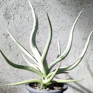 Sansevieriaの値段と価格推移は？｜508件の売買データからSansevieria