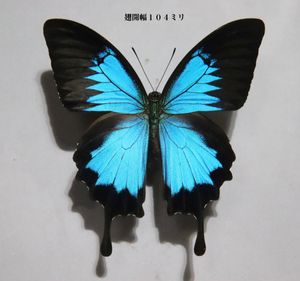 新春価格‼️ヒメオオルリアゲハ♂♀標本★ニューカレドニア産★野外品大型美麗 オオルリアゲハの値段と価格推移は？｜4件の売買データからオオルリ