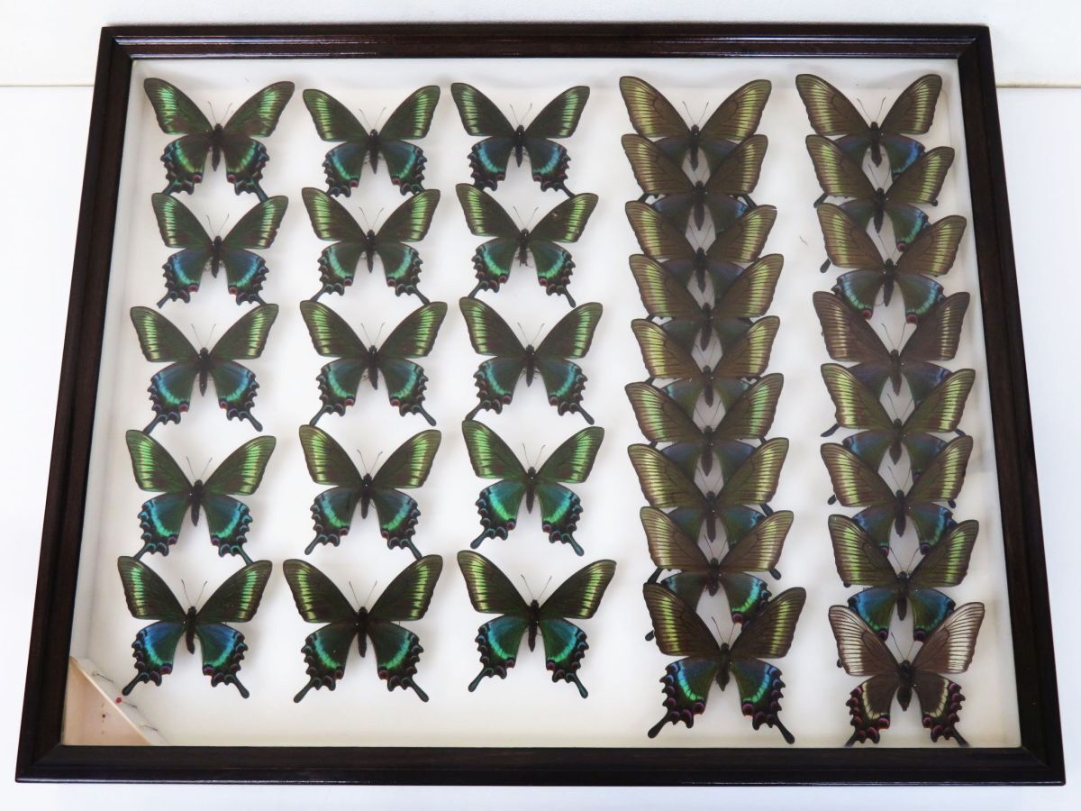 ミヤマカラスアゲハの値段と価格推移は？｜63件の売買データからミヤマ