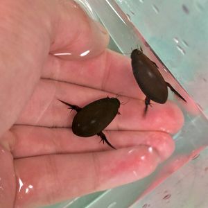 ゲンゴロウの値段と価格推移は？｜71件の売買データからゲンゴロウの