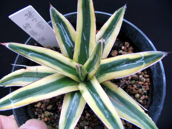 アガベ 笹の雪クリーム黄覆輪 アガベ 売買されたオークション情報 Yahooの商品情報をアーカイブ公開 オークファン Aucfan Com