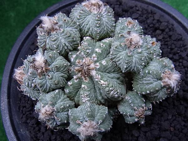 サボテン 花籠 輸入 作り込み群生 サボテン 売買されたオークション情報 Yahooの商品情報をアーカイブ公開 オークファン Aucfan Com サボテン 花籠 輸入 作り込み群生 サボテン 売買されたオークション情報 Yahooの商品情報をアーカイブ公開 オークファン Aucfan Com