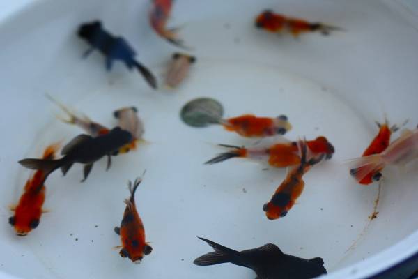 出目錦魚 龍眼 ドラゴンアイ 当歳魚 15匹 金魚 売買されたオークション情報 Yahooの商品情報をアーカイブ公開 オークファン Aucfan Com