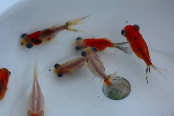 出目錦魚 龍眼 ドラゴンアイ 当歳魚 15匹 金魚 売買されたオークション情報 Yahooの商品情報をアーカイブ公開 オークファン Aucfan Com