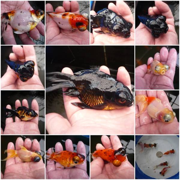 出目錦魚 龍眼 ドラゴンアイ 当歳魚 15匹 金魚 売買されたオークション情報 Yahooの商品情報をアーカイブ公開 オークファン Aucfan Com