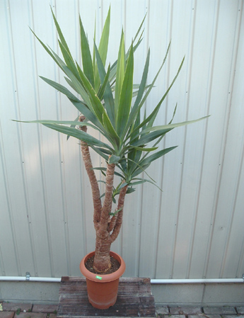 ユッカ エレファンティペス ７号 丈夫 育てやすい観葉植物 ユッカ 売買されたオークション情報 Yahooの商品情報をアーカイブ公開 オークファン Aucfan Com